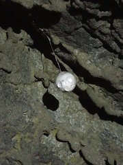 Spelungula cavernicola