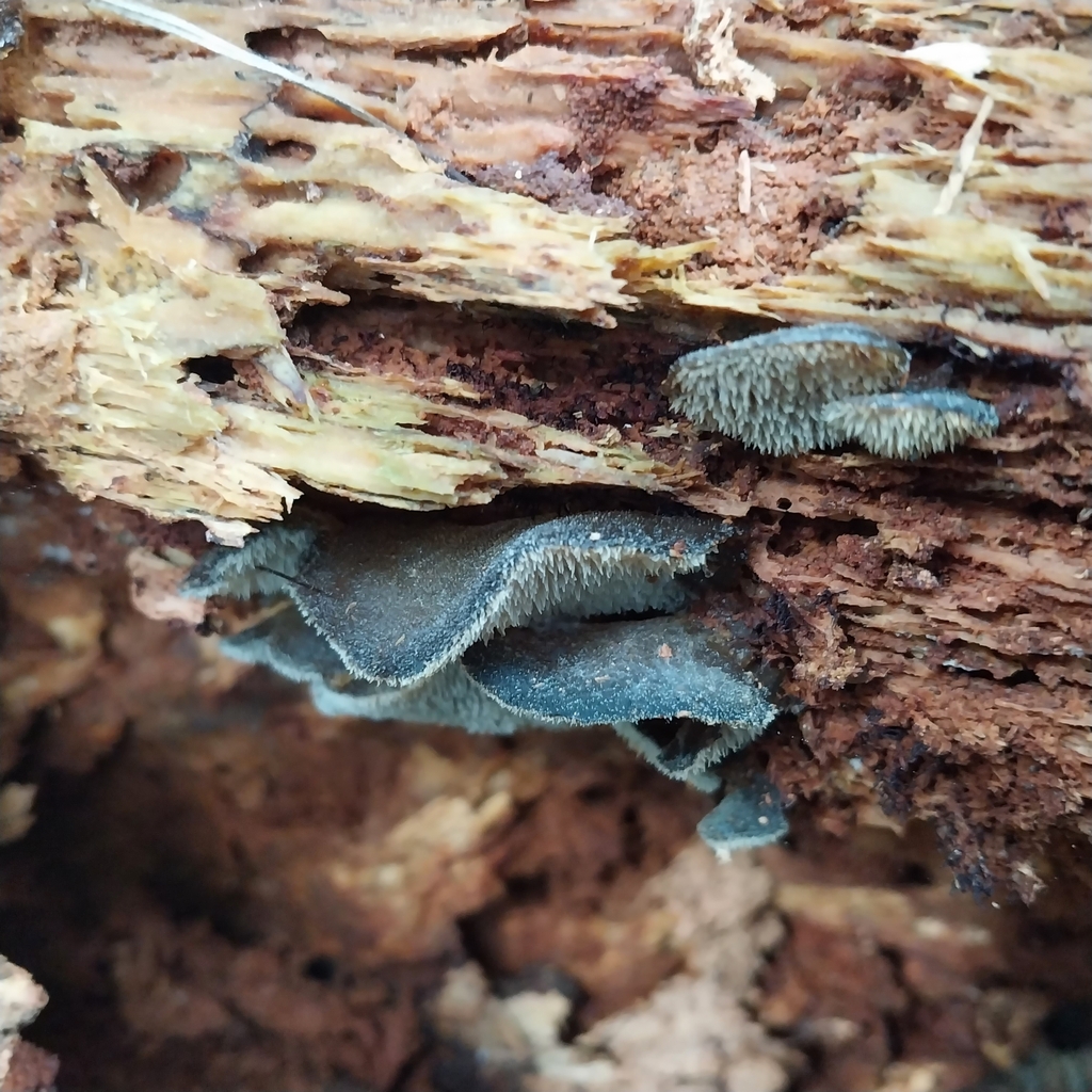 Pseudohydnum orbiculare