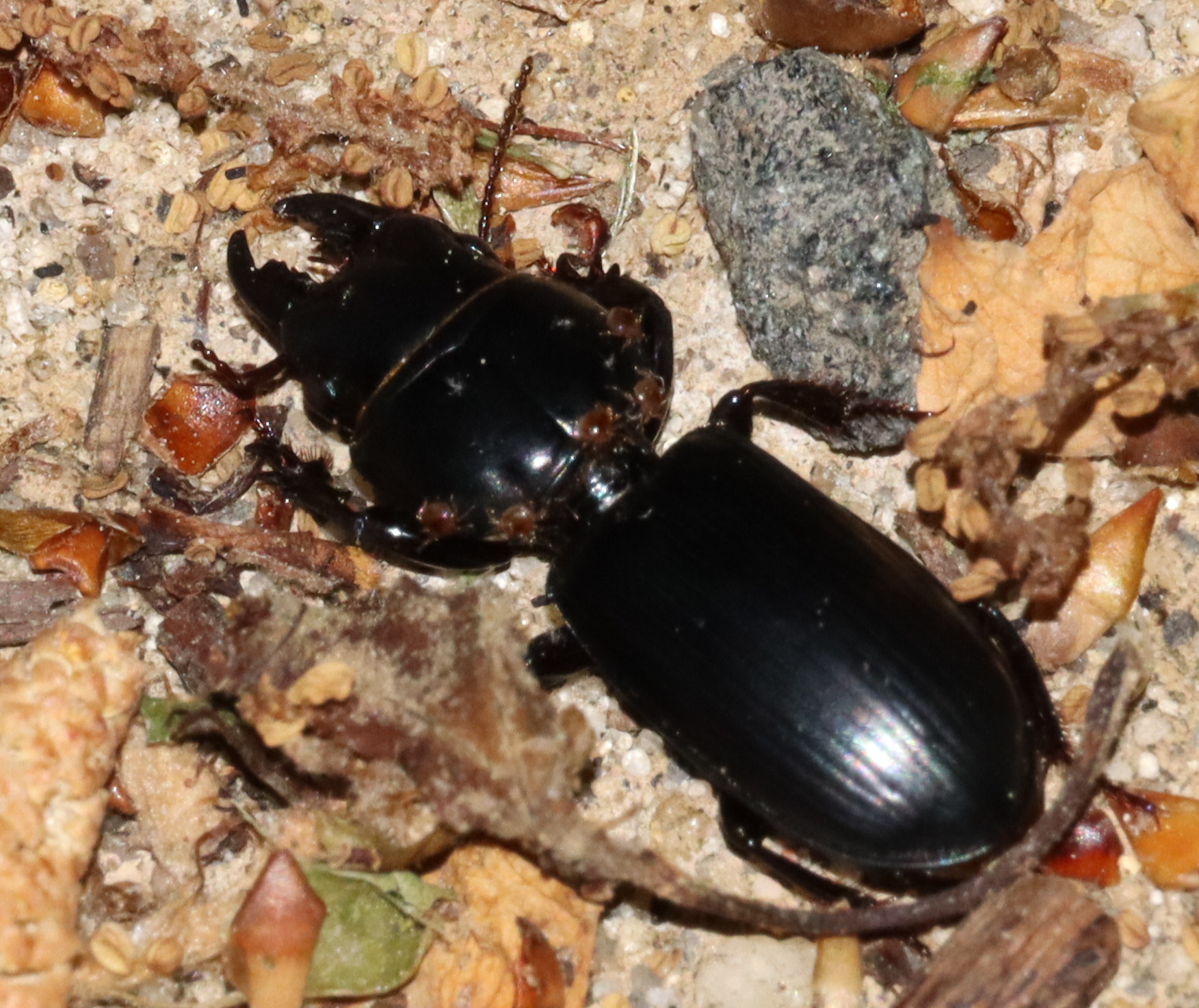 Micromegistus bakeri