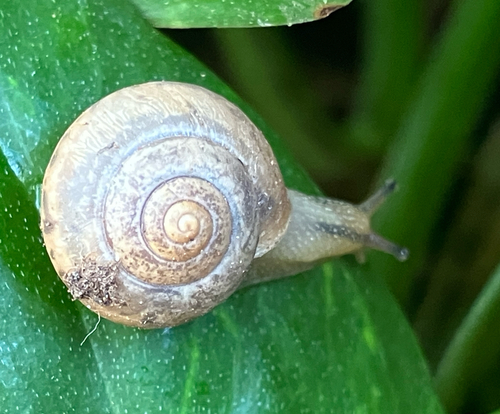 Bradybaena similaris observed 2025-08-06