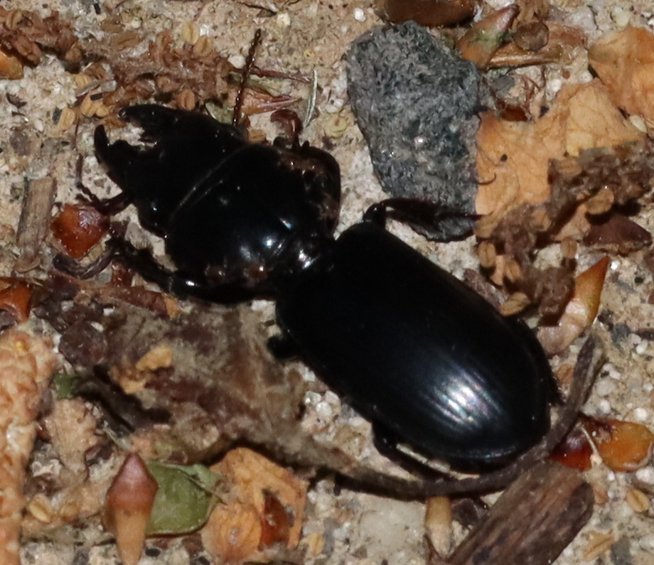 Micromegistus bakeri