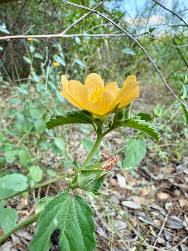 Malvastrum aurantiacum, photograph 3
