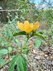 Malvastrum aurantiacum, photograph (c) Justin Williams, some rights reserved (CC BY)