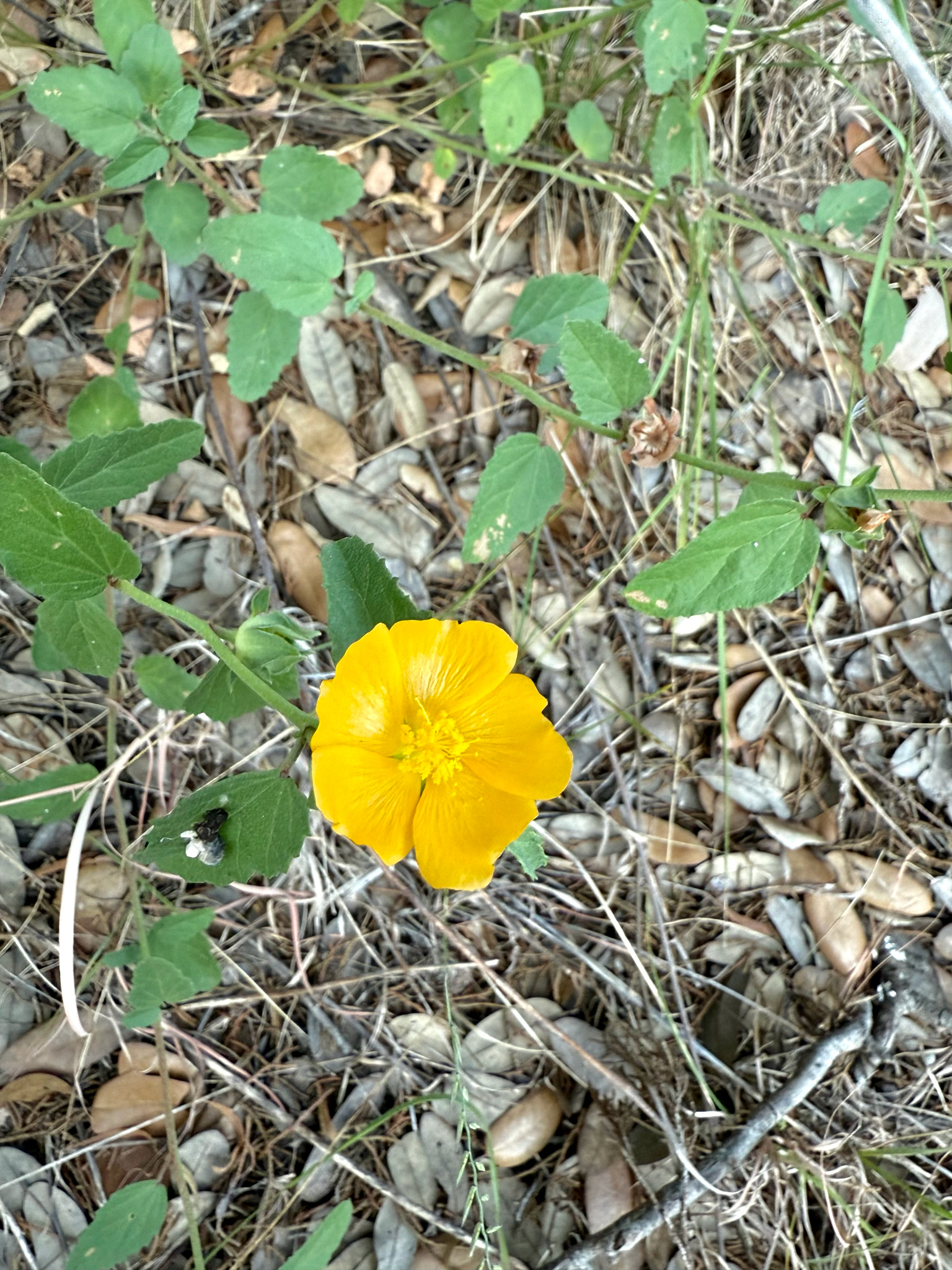 Wright's False Mallow (Malvastrum aurantiacum)