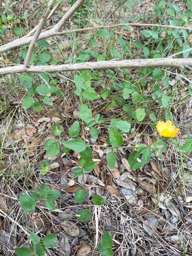 Malvastrum aurantiacum, photograph 5