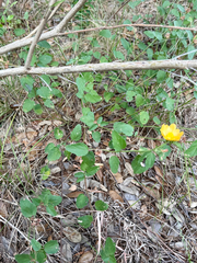 Malvastrum aurantiacum, photograph (c) Justin Williams, some rights reserved (CC BY)