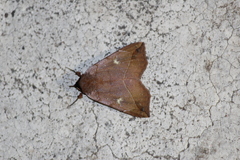 Goniocarsia