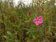 Convolvulus chinensis