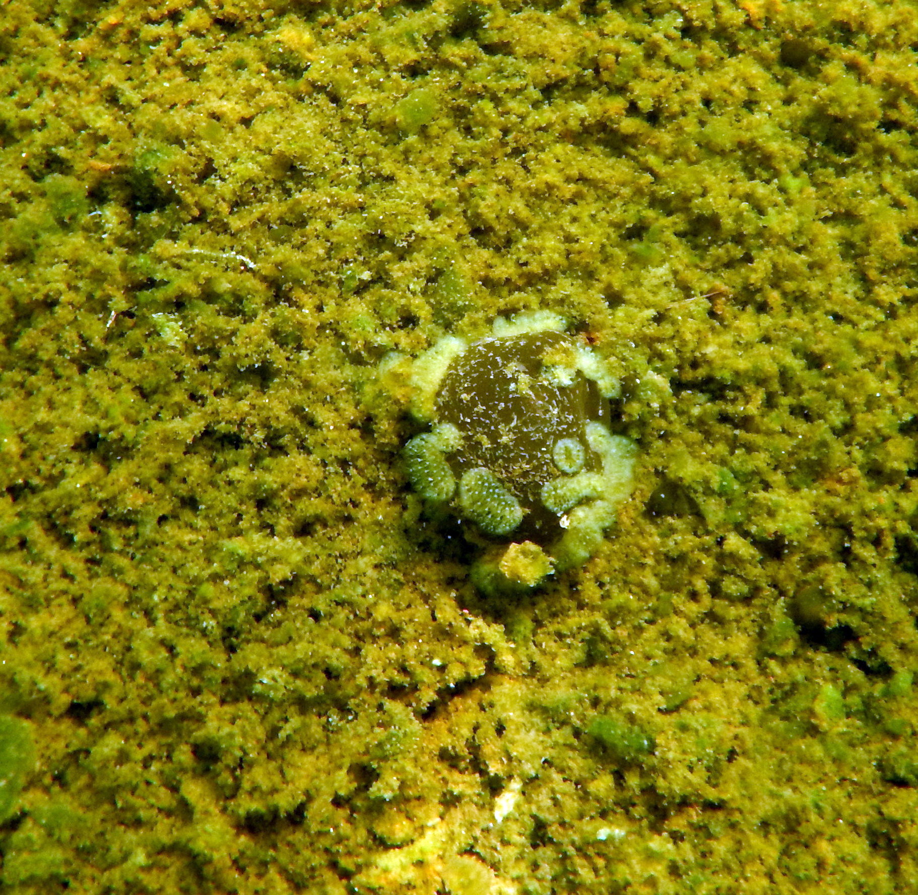 Cristatella mucedo Cuvier, 1798