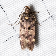 Chionodes bicostomaculella