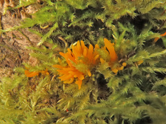 Calocera furcata