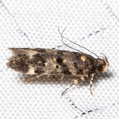 Chionodes bicostomaculella