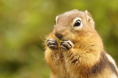 Golden-Mantled Ground Squirrel photo 3
