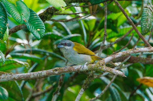 Yellow-shouldered Grosbeak (Parkerthraustes humeralis), photo 1