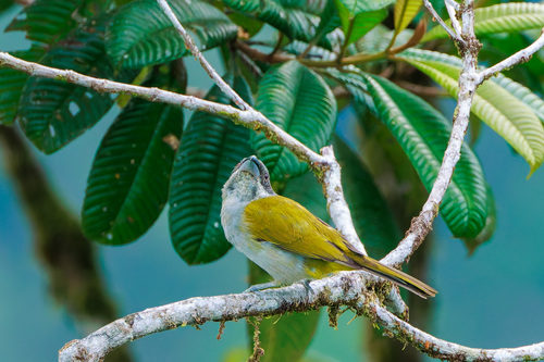 Yellow-shouldered Grosbeak (Parkerthraustes humeralis), photo 2