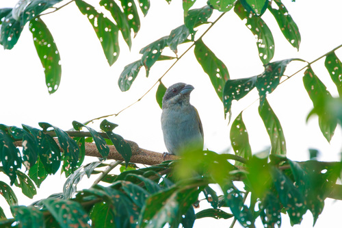 Yellow-shouldered Grosbeak (Parkerthraustes humeralis), photo 8