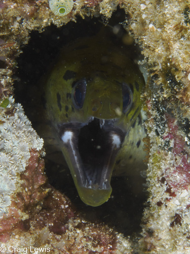 Gymnothorax fimbriatus observed 2025-06-21