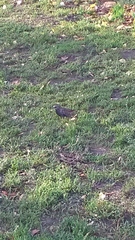 Sturnus vulgaris
