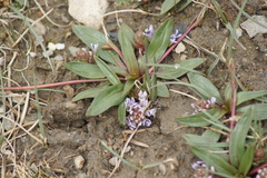 Lagotis brachystachya