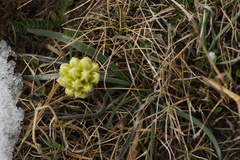 Allium chrysanthum