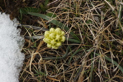 Allium chrysanthum