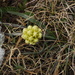 Allium chrysanthum - Photo (c) madfox, algunos derechos reservados (CC BY-NC), subido por madfox