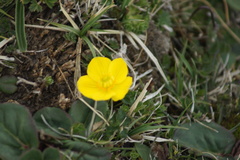 Trollius