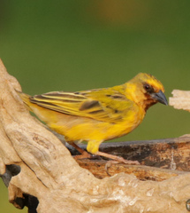 Ploceus xanthopterus
