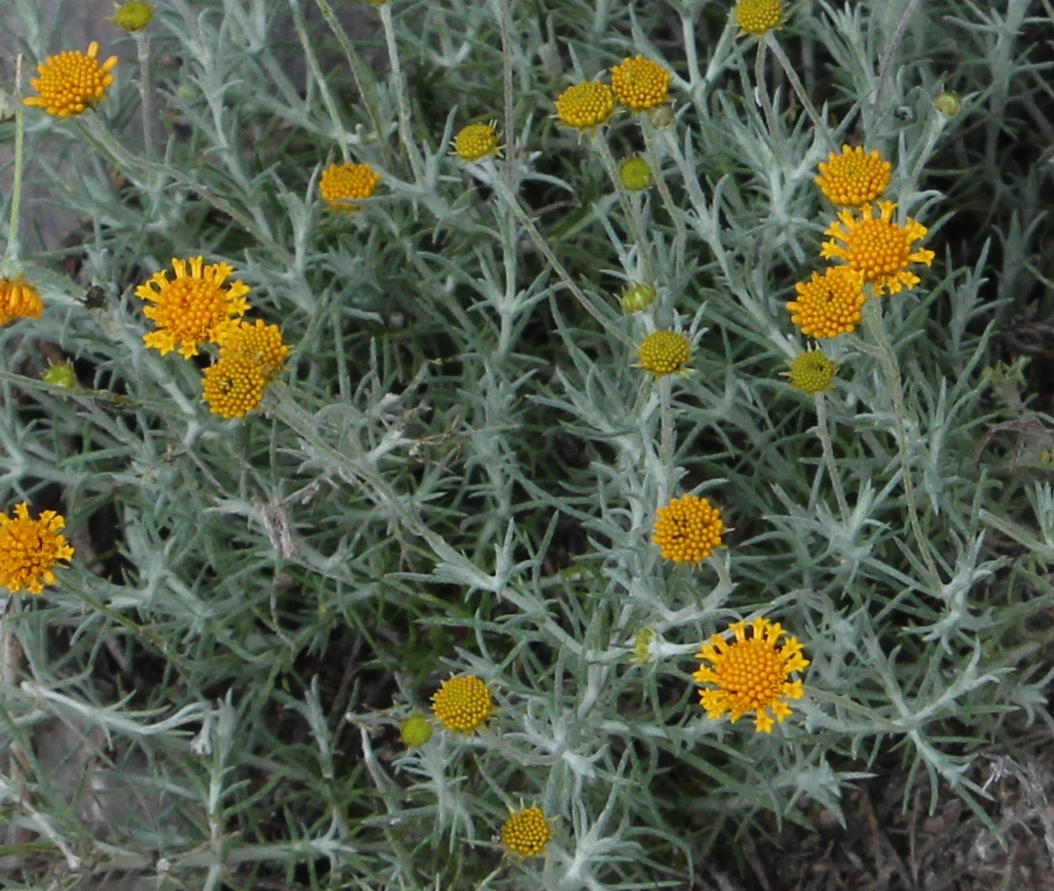 Thymophylla setifolia
