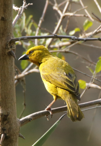 Holub's Golden-Weaver