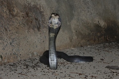 Naja atra