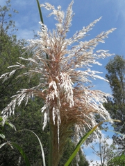 Cortaderia nitida