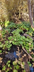 Pyrola asarifolia asarifolia