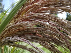 Cortaderia nitida