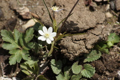 Anemonastrum