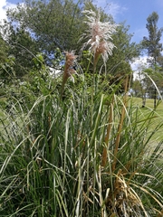 Cortaderia nitida