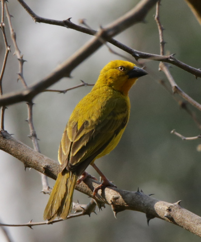 Holub's Golden-Weaver