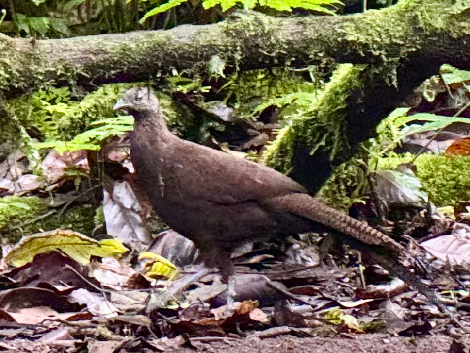 Bronze-tailed Peacock Pheasant (Polyplectron chalcurum)