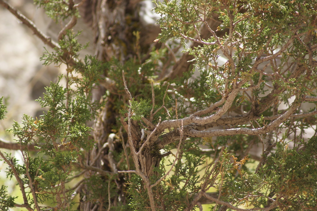 Tibetan juniper