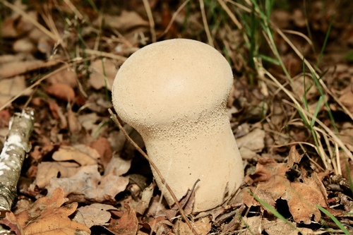 Pestle Puffball
