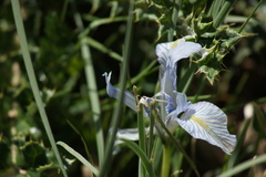 Iris loczyi