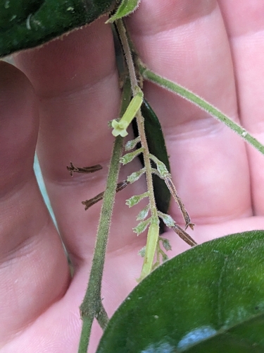 Hairy polyosma (Polyosma hirsuta)