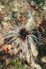 Cerianthus membranaceus