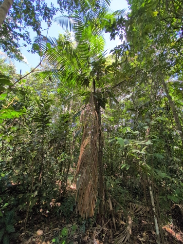 Oenocarpus bataua, photograph 4