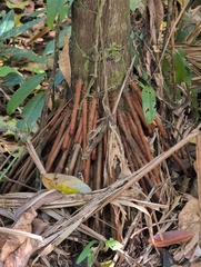 Oenocarpus bataua, photograph (c) T R Shankar Raman, some rights reserved (CC BY)