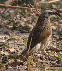 Turdoides hartlaubii