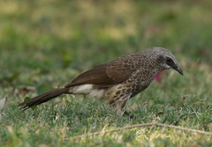 Turdoides hartlaubii