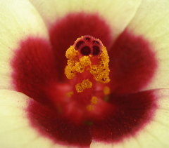 Hibiscus