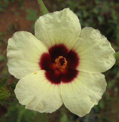 Hibiscus