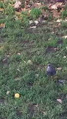 Sturnus vulgaris